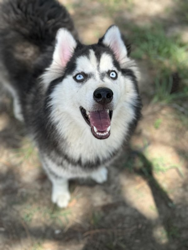 Kai - ON HOLD - NO MORE APPLICATIONS, an adoptable Siberian Husky, Pomeranian in Millersville, MD, 21108 | Photo Image 2