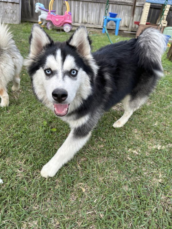 Alaskan malamute pomeranian hot sale mix for sale