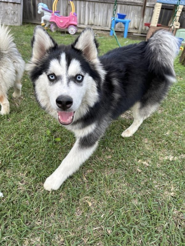 Kai - ON HOLD - NO MORE APPLICATIONS, an adoptable Siberian Husky, Pomeranian in Millersville, MD, 21108 | Photo Image 3