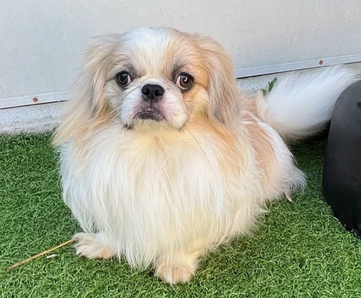 Petfinder 2024 japanese chin