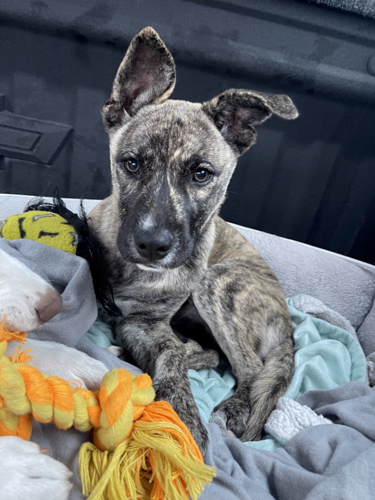 Greyhound shepherd mix store puppies