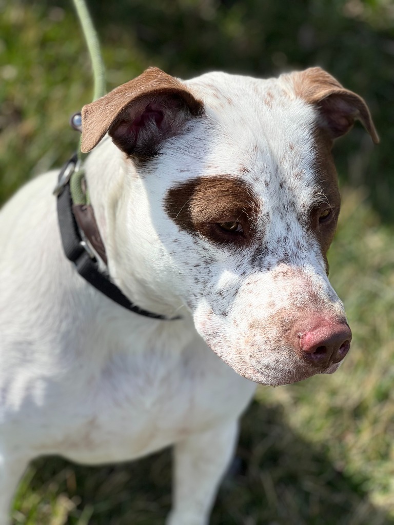 MACHO, an adoptable Spaniel, Pit Bull Terrier in Moberly, MO, 65270 | Photo Image 1