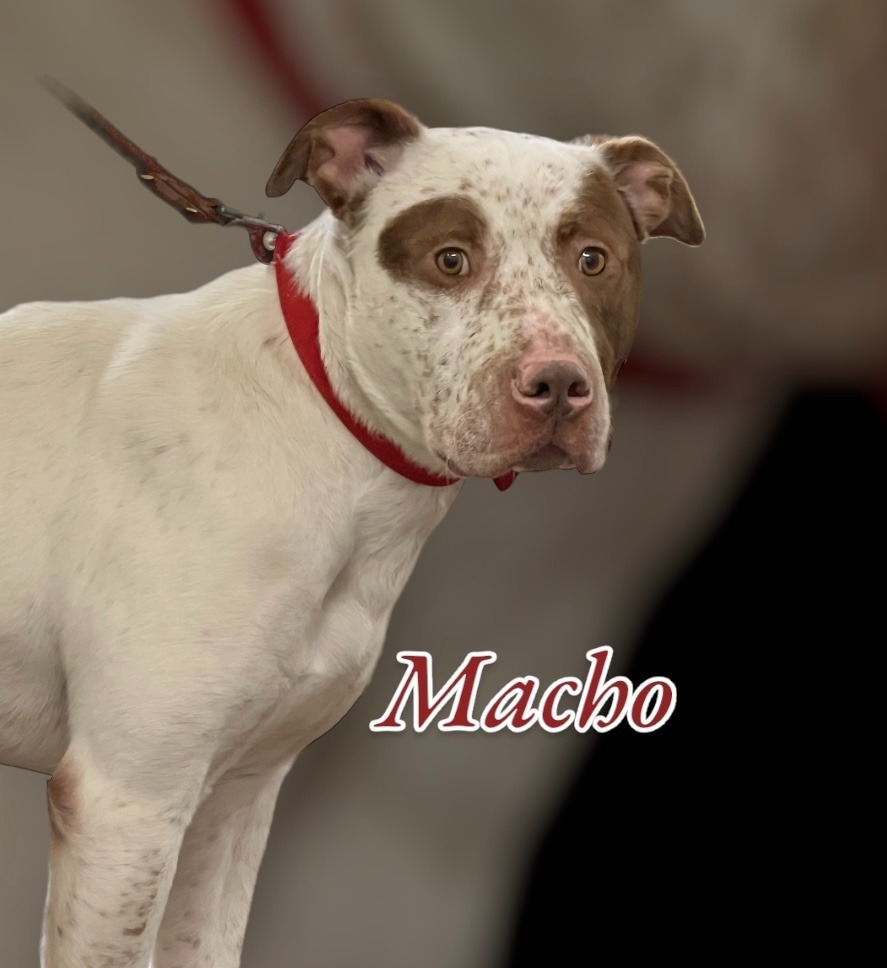 MACHO, an adoptable Spaniel, Pit Bull Terrier in Moberly, MO, 65270 | Photo Image 2