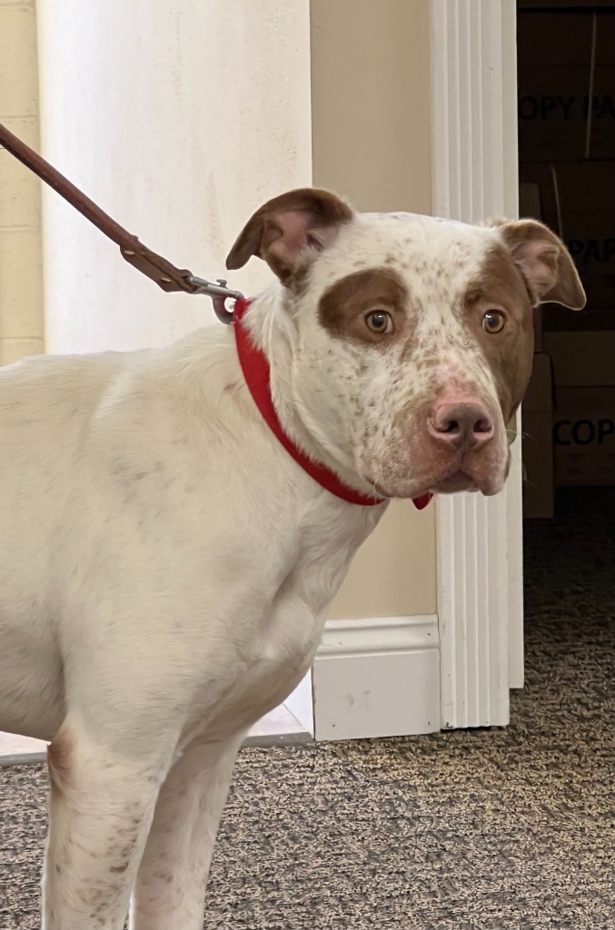 MACHO, an adoptable Spaniel, Pit Bull Terrier in Moberly, MO, 65270 | Photo Image 4