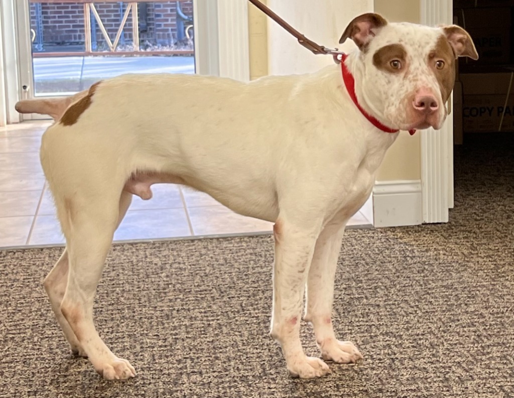 MACHO, an adoptable Spaniel, Pit Bull Terrier in Moberly, MO, 65270 | Photo Image 5