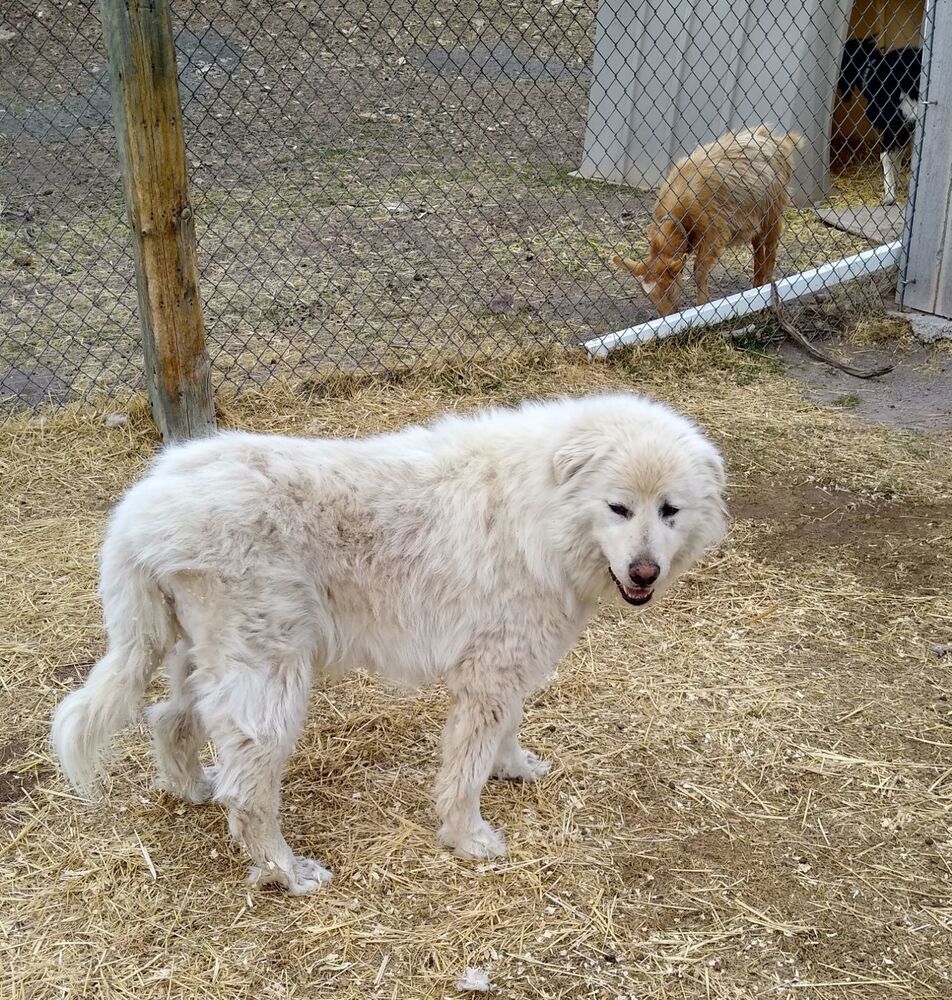 White Dog aka Marco, an adoptable Great Pyrenees in Cortez, CO, 81321 | Photo Image 2