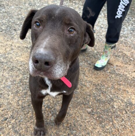 Dog for adoption - Moses, a Labrador Retriever Mix in Jamaica Plain, MA ...