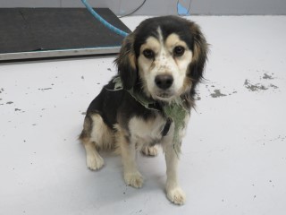 Dog for adoption 85862 a Spaniel Mix in Nogales AZ Petfinder