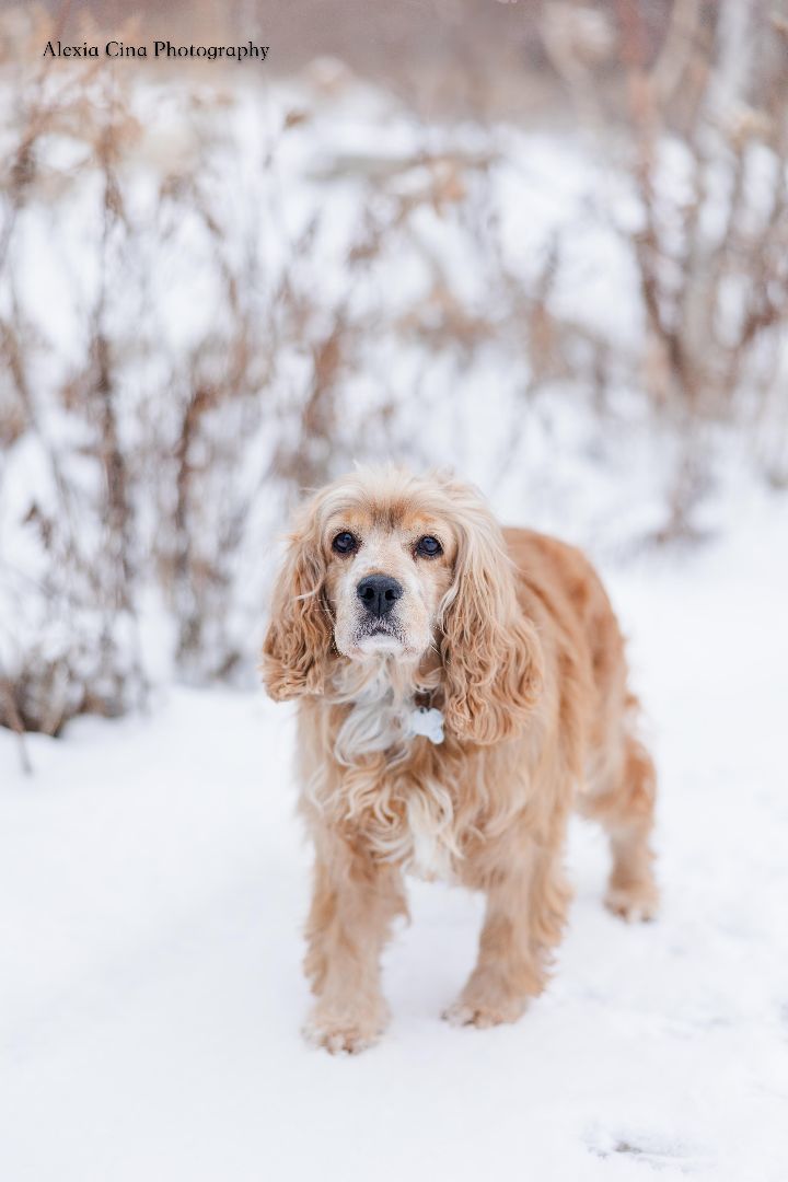 Petfinder store cocker spaniel