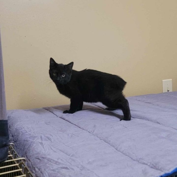 Cat for adoption - Prancer, a Domestic Short Hair in Nicholasville, KY ...