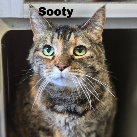 Sooty 23171, an adoptable Domestic Short Hair in Escanaba, MI, 49829 | Photo Image 1