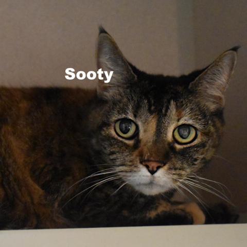 Sooty 23171, an adoptable Domestic Short Hair in Escanaba, MI, 49829 | Photo Image 2