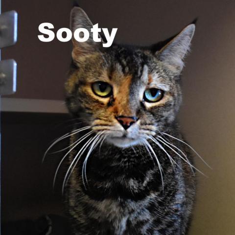 Sooty 23171, an adoptable Domestic Short Hair in Escanaba, MI, 49829 | Photo Image 3