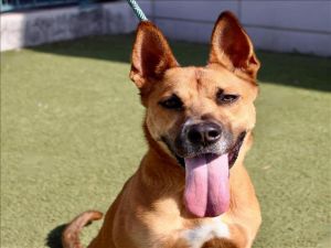 CINDY Belgian Shepherd / Malinois Dog