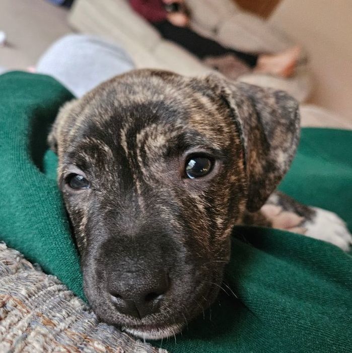 Ruff luck dog rescue petfinder 2025