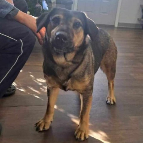 Gypsy Rose, an adoptable Shepherd, Hound in Wadena, MN, 56482 | Photo Image 1