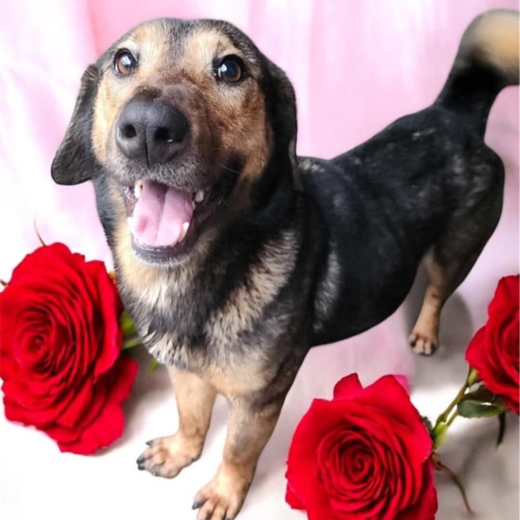 Gypsy Rose, an adoptable Shepherd, Hound in Wadena, MN, 56482 | Photo Image 1