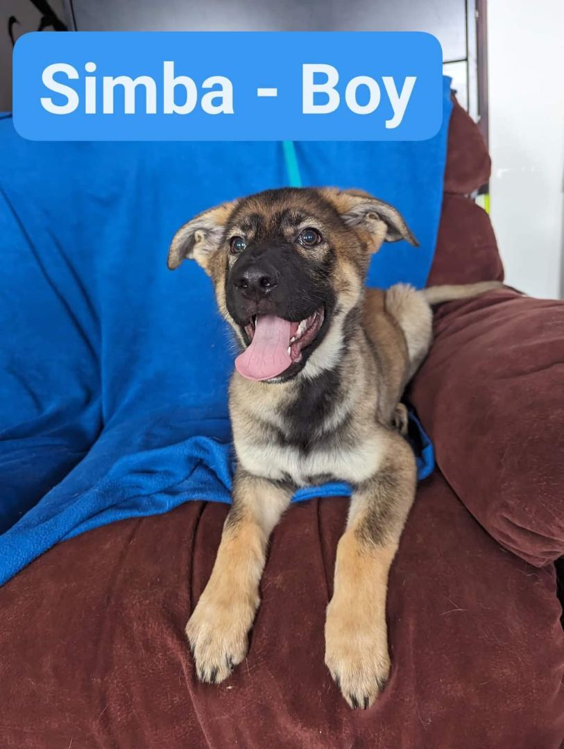 Simba(famille d'accueil/foster home) 