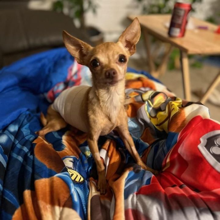 Singen, an adopted Chihuahua in Clovis, CA_image-2