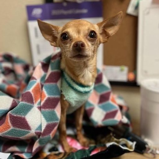 Singen, an adopted Chihuahua in Clovis, CA_image-4