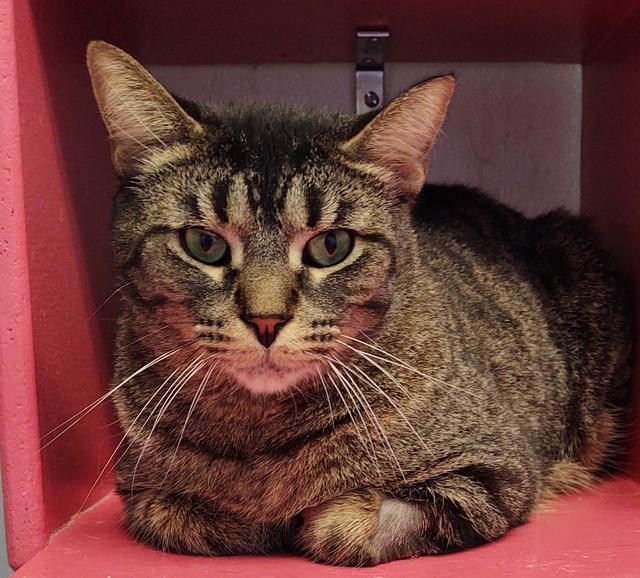 Madison, an adoptable Domestic Short Hair in Saginaw, MI, 48604 | Photo Image 1