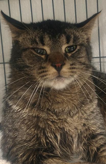 Madison, an adoptable Domestic Short Hair in Saginaw, MI, 48604 | Photo Image 2