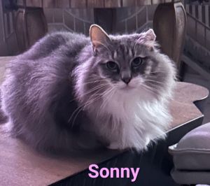 Sonny