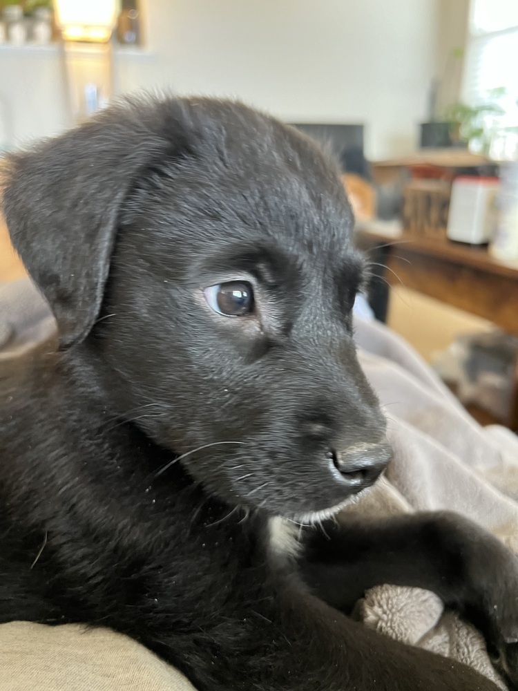 Dog for adoption - Davenport / Cocomelon, a Goldendoodle & Golden ...
