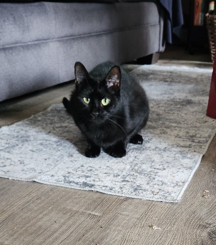 Pluto 2024, an adoptable Domestic Short Hair in Virginia Beach, VA, 23455 | Photo Image 1