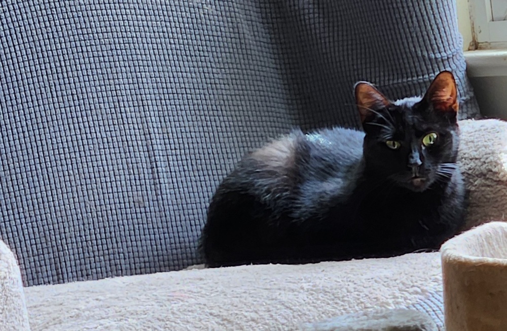 Pluto 2024, an adoptable Domestic Short Hair in Virginia Beach, VA, 23455 | Photo Image 3