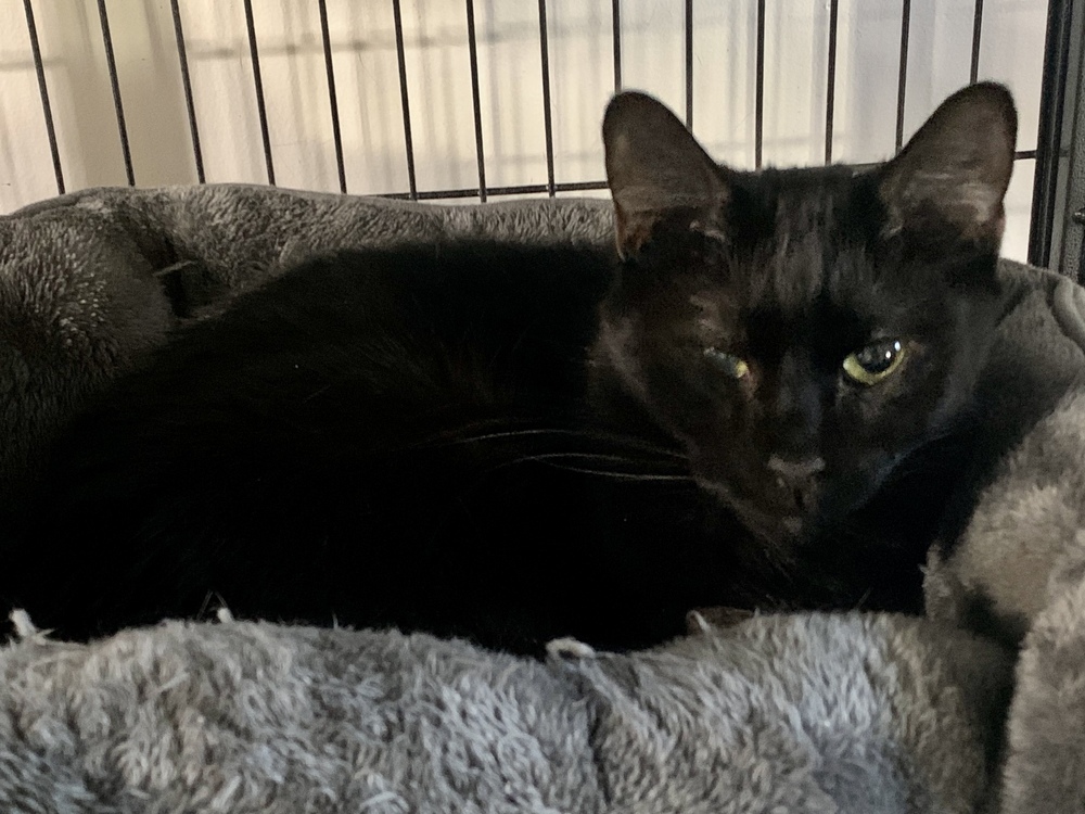 Pluto 2024, an adoptable Domestic Short Hair in Virginia Beach, VA, 23455 | Photo Image 4