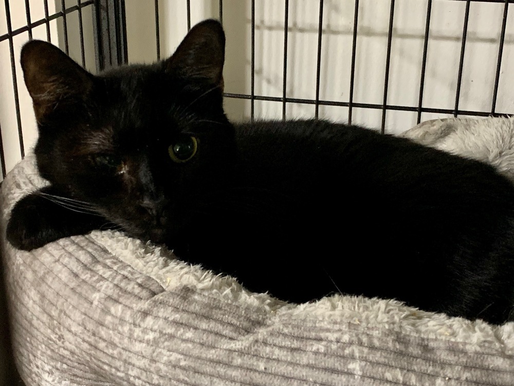 Pluto 2024, an adoptable Domestic Short Hair in Virginia Beach, VA, 23455 | Photo Image 5