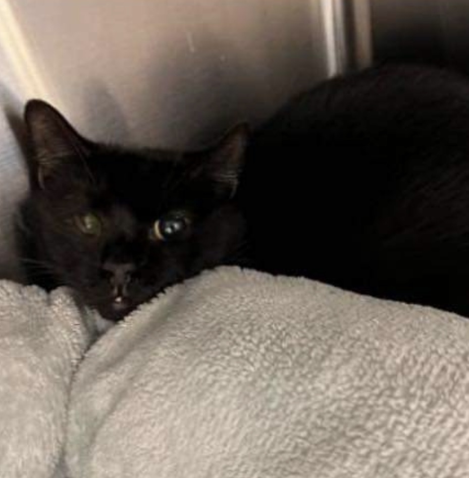 Pluto 2024, an adoptable Domestic Short Hair in Virginia Beach, VA, 23455 | Photo Image 6