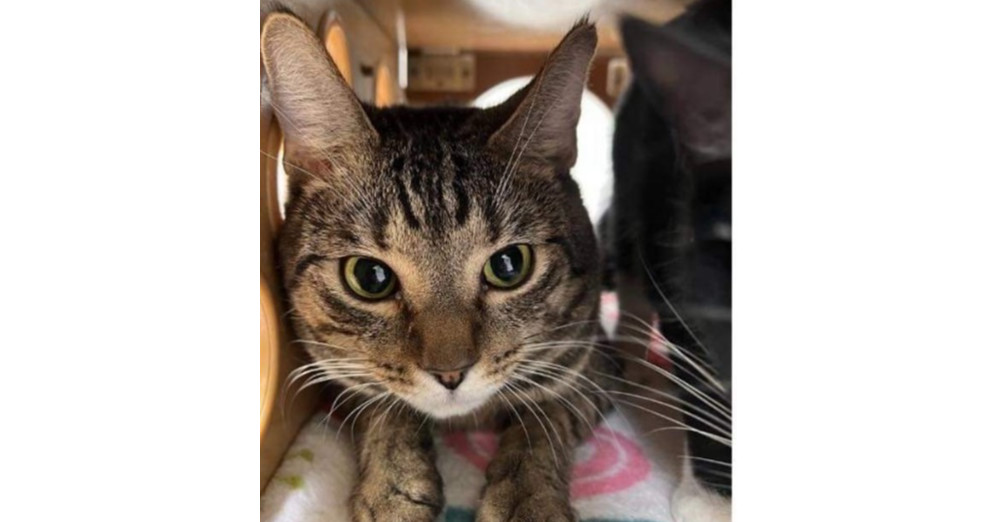Jett, an adoptable Domestic Short Hair in Virginia Beach, VA, 23455 | Photo Image 1