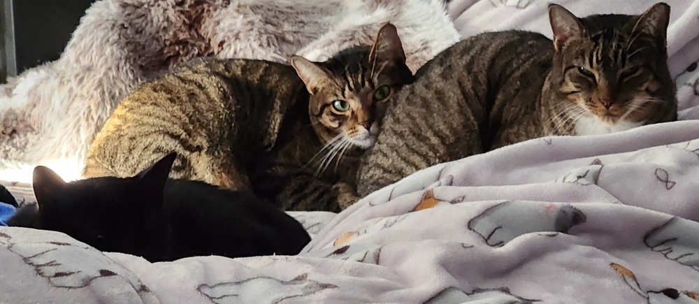 Jett, an adoptable Domestic Short Hair in Virginia Beach, VA, 23455 | Photo Image 2