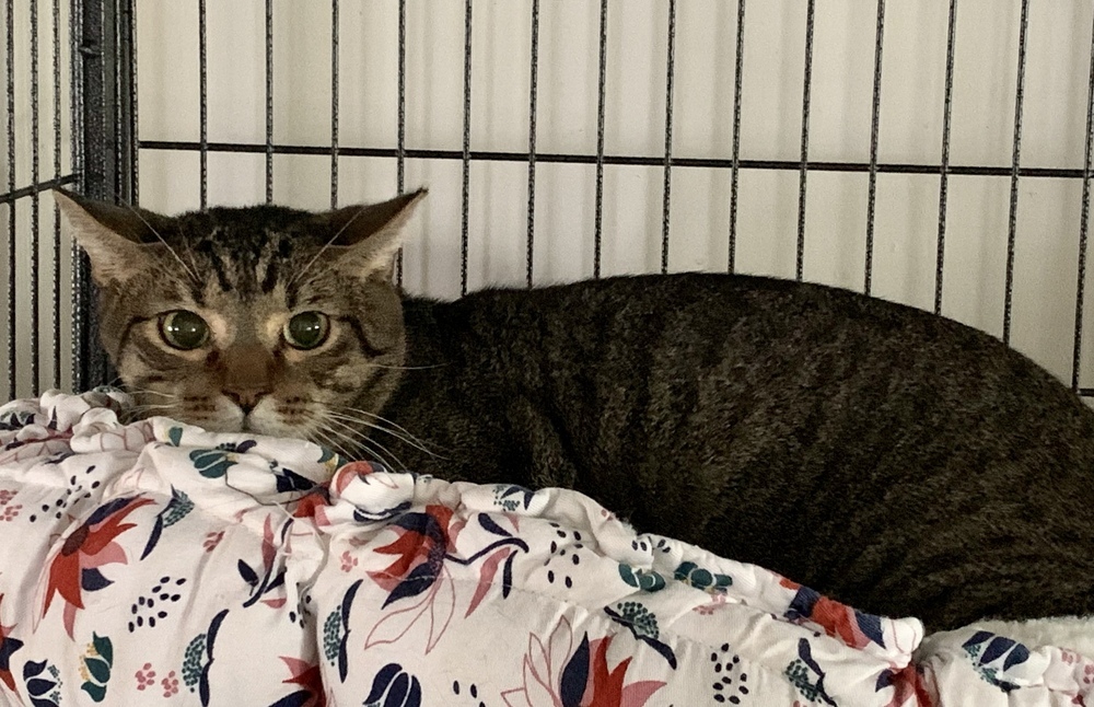 Jett, an adoptable Domestic Short Hair in Virginia Beach, VA, 23455 | Photo Image 3