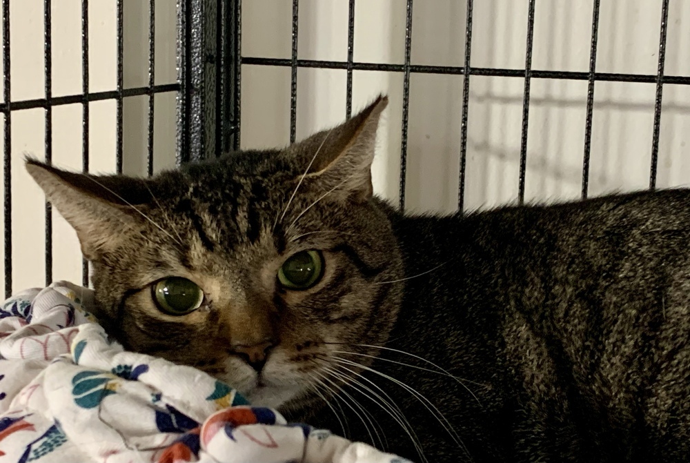 Jett, an adoptable Domestic Short Hair in Virginia Beach, VA, 23455 | Photo Image 4