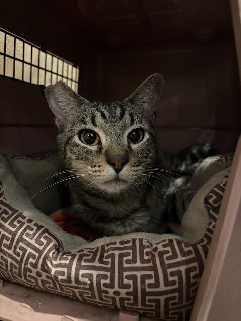 Jeremy Johnson, an adoptable Domestic Short Hair in Lincoln, CA, 95648 | Photo Image 1