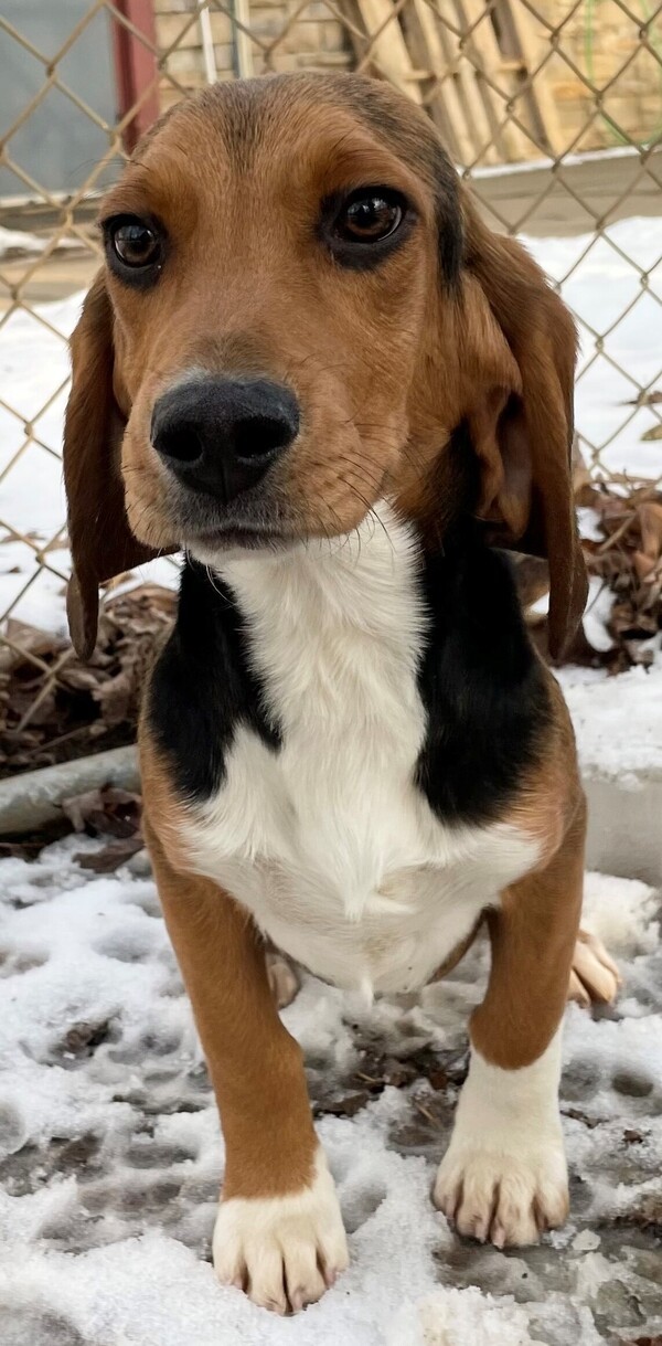 Merle beagle hot sale