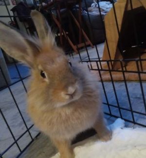 Yoko is an adorable Lionhead mix She and her siblings were born at the shelter after their Mom was 