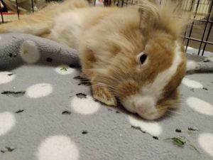 Senji is an adorable Lionhead mix He and his siblings were born at the shelter after their Mom was 