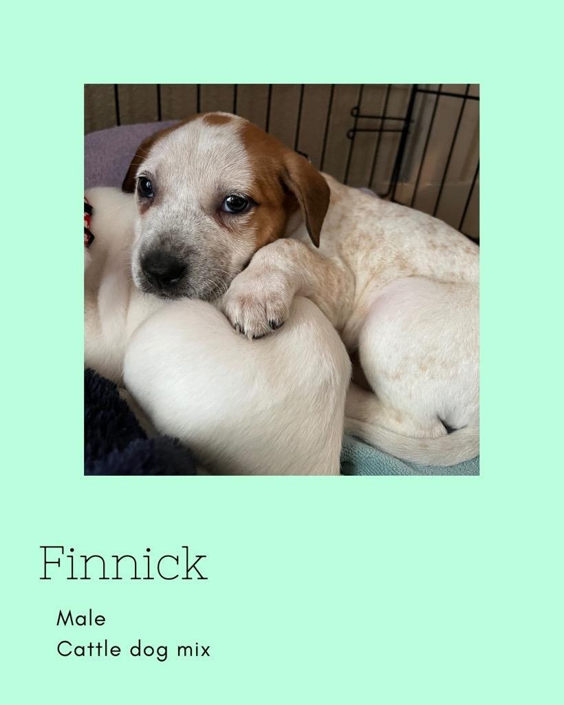 Dog for adoption Finnick, a Cattle Dog Mix in Bothell, WA Petfinder