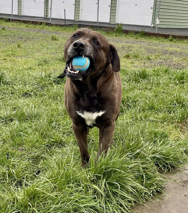 Hercules, an adoptable Labrador Retriever in McMinnville, OR, 97128 | Photo Image 3