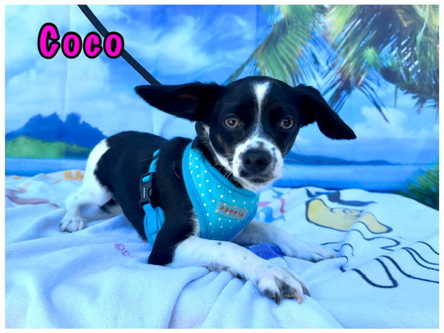 Coco