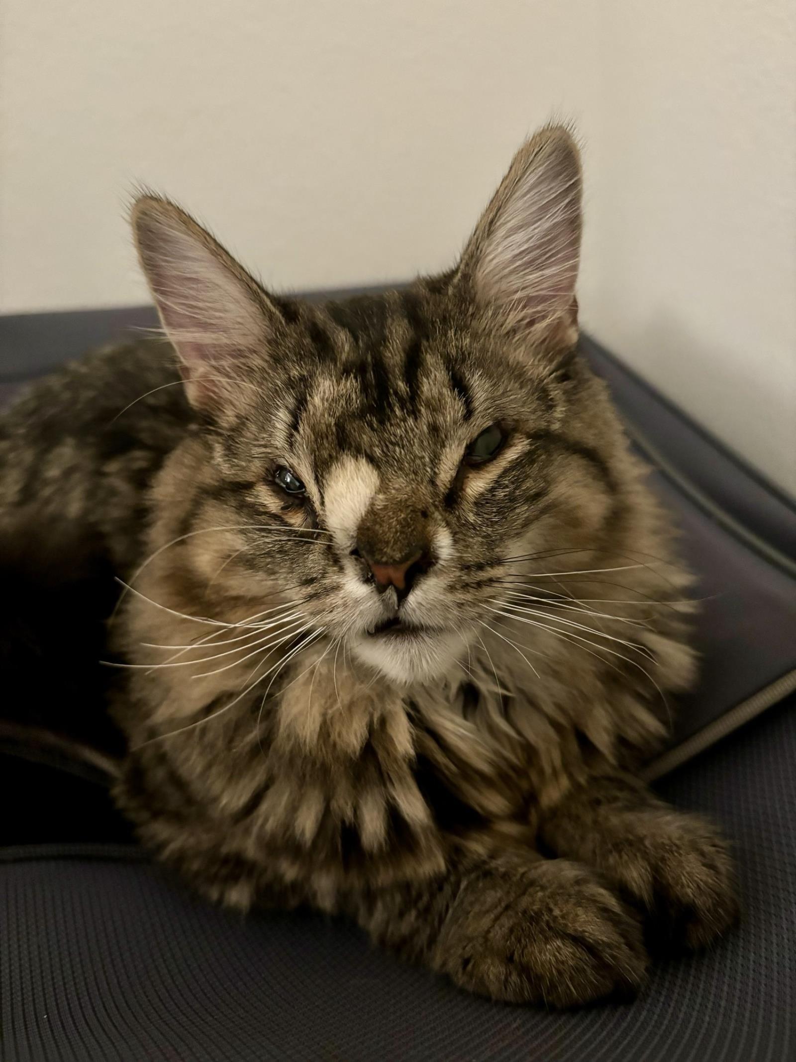 Elisha, an adoptable Domestic Long Hair in Lincoln, CA, 95648 | Photo Image 1