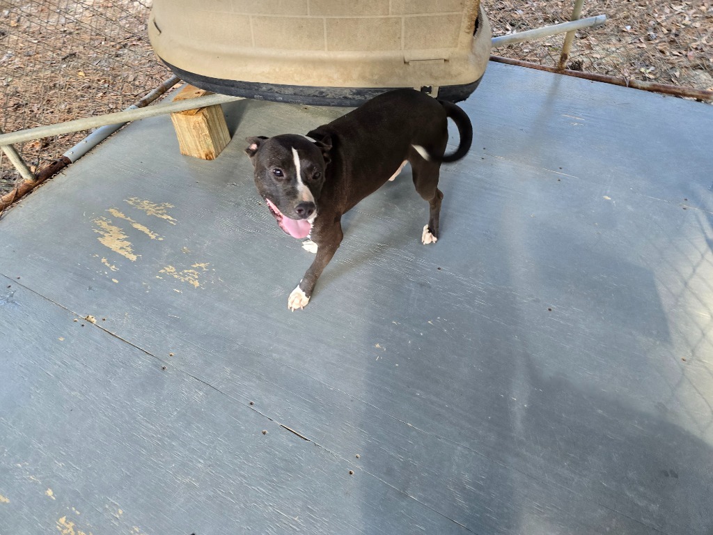 ZZ, an adoptable Terrier in Ruston, LA, 71270 | Photo Image 1