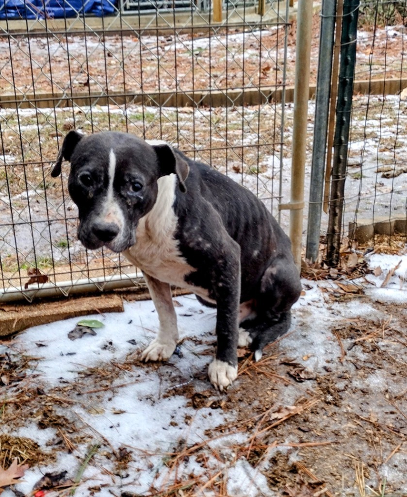 ZZ, an adoptable Terrier in Ruston, LA, 71270 | Photo Image 2