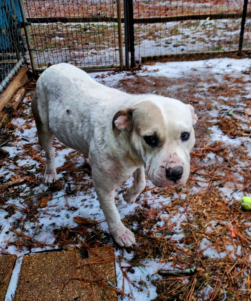 Sea Star, an adoptable Terrier in Ruston, LA, 71270 | Photo Image 1