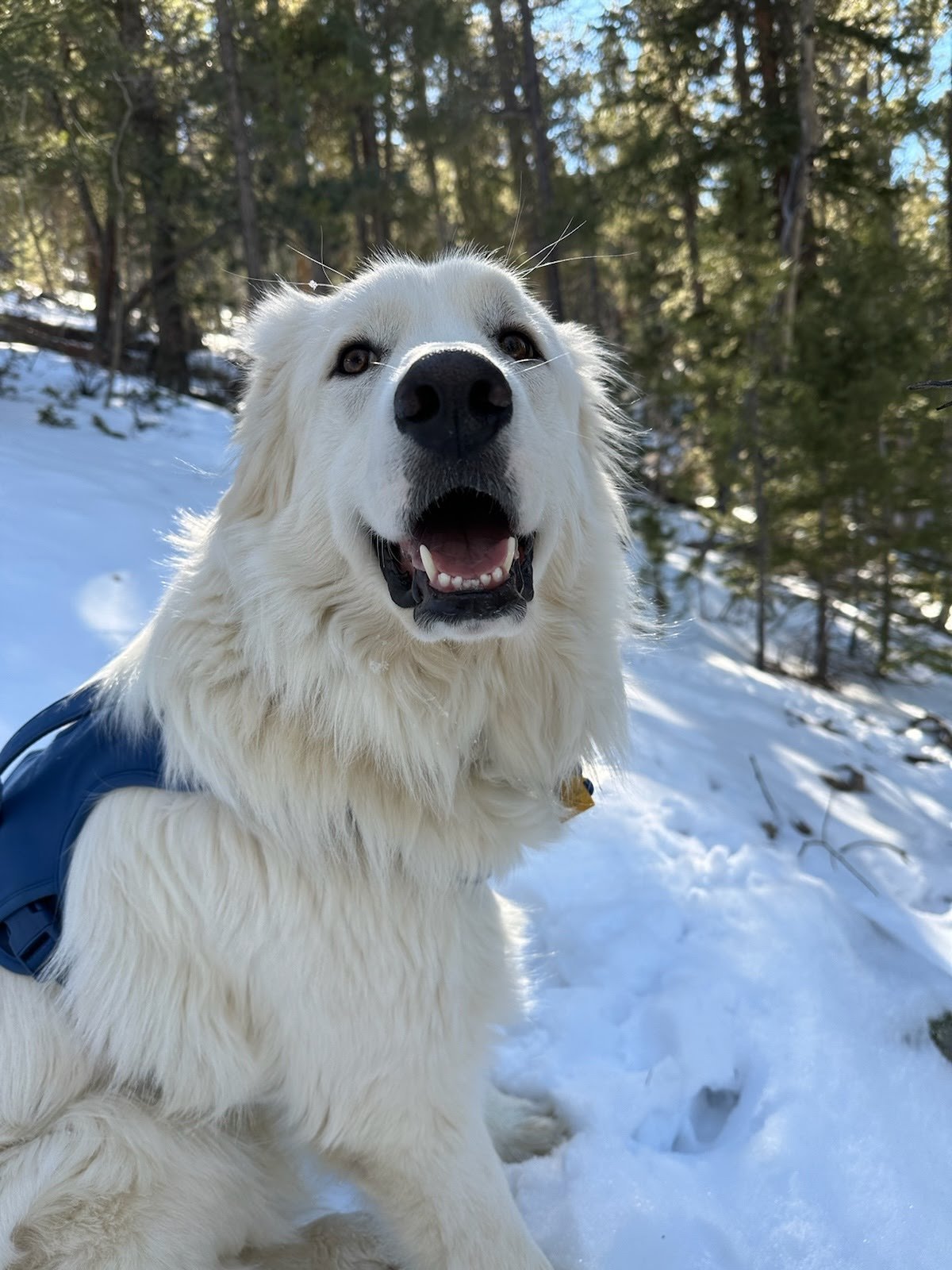 Zero aka Indy, an adoptable Great Pyrenees in Winter Park, CO, 80482 | Photo Image 1