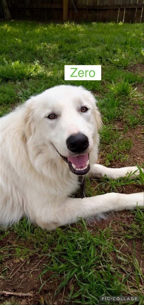 Zero aka Indy, an adoptable Great Pyrenees Mix in Winter Park, CO_image-2
